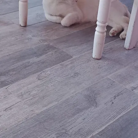 Casa Per Amanti Gatti 펜션 키아