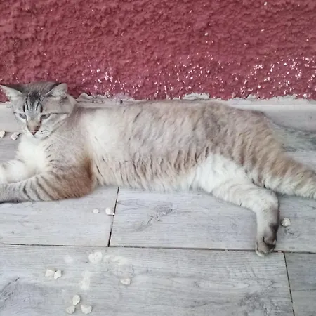 펜션 Casa Per Amanti Gatti 키아